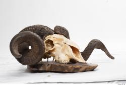 Photo Textures of Mouflon Skull 
